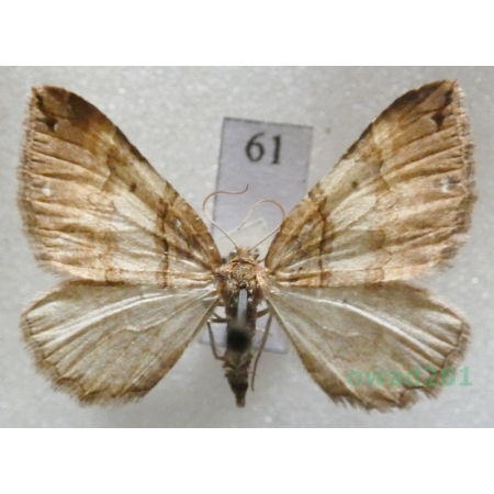 Earophila badiata (Denis & Schiffermüller, 1775) Czech61
